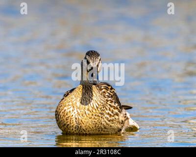 Eine weibliche Pintail-Ente (Anas acuta), auch bekannt als Northern Pintail, an einem See in Fleetwood, Lancashire, Großbritannien Stockfoto