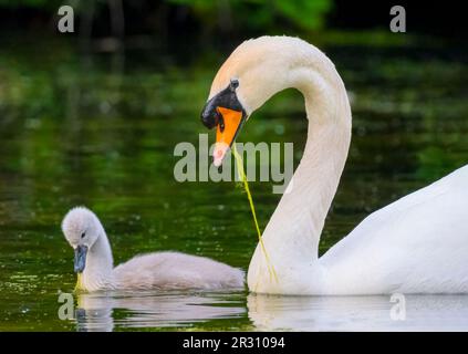 Ein erwachsener stummer Schwan (Cygnus olor) mit einem einzigen Cygnet, der anmutig auf einem See schwimmt Stockfoto