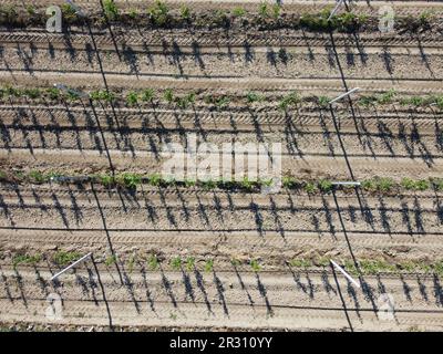 Moderner Garten. Luftaufnahme eines Apfelgartens, der mit modernen Gartentechniken gepflanzt wurde. Reihen junger, gepflegter Bäume, Geometrie von Stockfoto