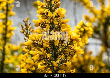 Gewöhnliche Göre, Ulex europaeus, Nahaufnahme eines blühenden Strauchs mit gelben Blumen im Frühling, Niederlande Stockfoto