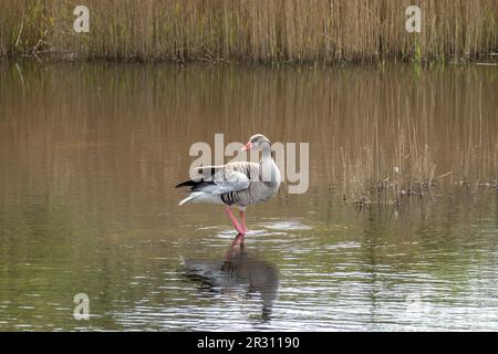 Greylag Gans, Anser anser, steht auf einem Bein im flachen Wasser des Teiches im Naturschutzgebiet Zanderij Crailo, Hilversum, Niederlande Stockfoto