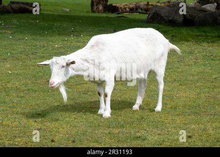 Weiße Milchziege oder holländische weiße Ziege, Capra aegagrus hircus, Porträt der Ziege auf Wiese, Niederlande Stockfoto