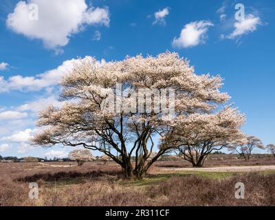 Juneberry- oder verschneiter mespilusbaum, Amelanchier lamarkii, blüht im Frühling im Naturschutzgebiet Zuiderheide, Het Gooi, Nordholland, Niederlande Stockfoto