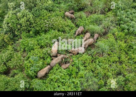 Peking, China. 13. Aug. 2021. Dieses Luftfoto wurde am 13. August 2021 aufgenommen und zeigt eine Herde wilder asiatischer Elefanten in Mojiang County in Pu'er, südwestlich Chinas Provinz Yunnan. Kredit: Yougang/Xinhua/Alamy Live News Stockfoto