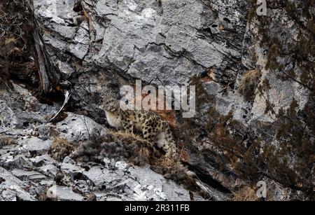 Peking, Chinas Provinz Qinghai. 21. Februar 2023. Ein Schneeleopard ist in einem Canyon im Bezirk Zadoi der Autonomen Präfektur Yushu Tibetan, Nordwestchina Qinghai Province, 21. Februar 2023, zu sehen. Kredit: Fei Maohua/Xinhua/Alamy Live News Stockfoto