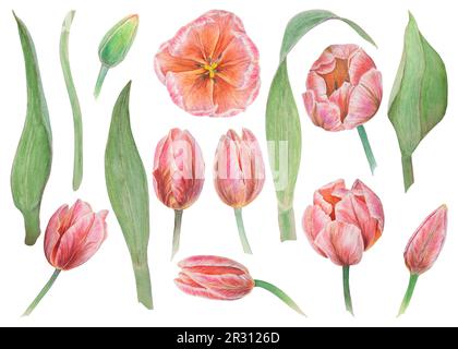 Set aus pinkfarbenen Tulpenelementen in Aquarell, realistische, handgezeichnete Illustration isoliert auf weißem Hintergrund für Design, Hochzeitsdruck Stockfoto