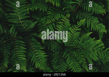 Westliches Brackenfern, gemeine Brackfarnpflanze als abstrakter Naturhintergrund (lat. Pteridium aquilinum) Stockfoto