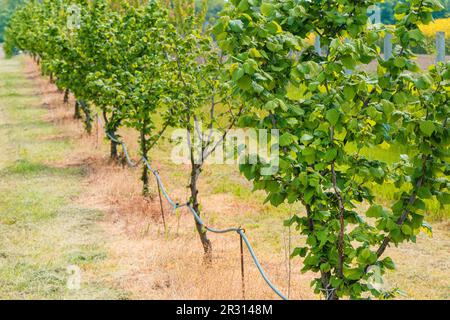 Haselnusshaselnusshasenplantage mit Wasserversorgungsschlauch zur Tropfbewässerung in abnehmender Perspektive Stockfoto
