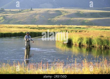 Ein Fliegenfischer wirft Forellen auf einem Fluss in den Rocky Mountains. Stockfoto