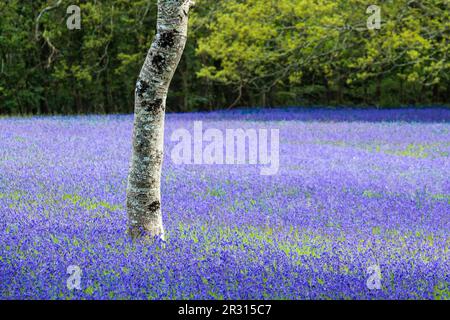 Eine Silberbirne Betula Pendula, die in einem Feld aus Common English Bluebells Hyacinthoides ohne Schriftzug in der ruhigen historischen Parc Lye Gegend in Eny wächst Stockfoto