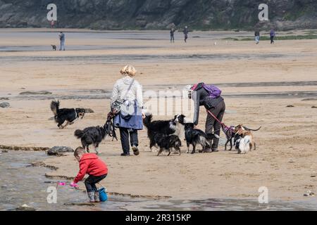 Hundefreunde und ihre Hunde laufen auf Mawgan Porth in Cornwall im Vereinigten Königreich. Stockfoto