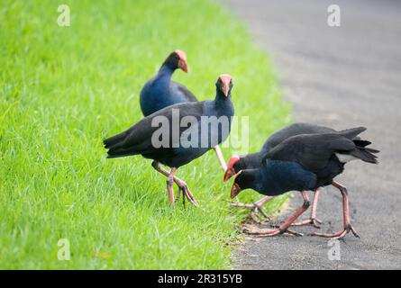 Four Pukekos oder Australasian Swamphen im Western Springs Park in Auckland. Stockfoto