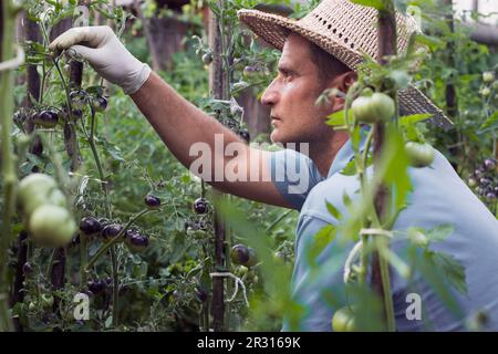 Der Bauer reinigt die kultivierten schwarzen Kirschtomaten Stockfoto