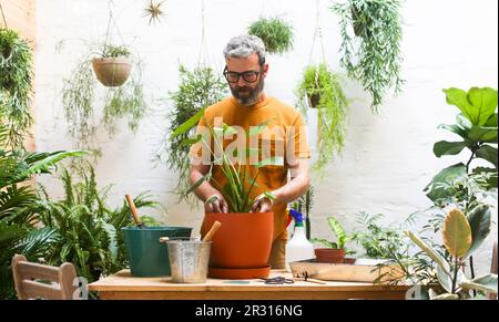 Mann, der eine grüne Pflanze umtopft (Monstera Deliciosa) Stockfoto