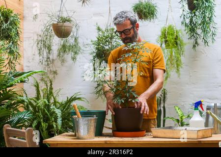 Mensch, der eine grüne Pflanze umtopft (Schefflera Umbrella Zwergwerk) Stockfoto