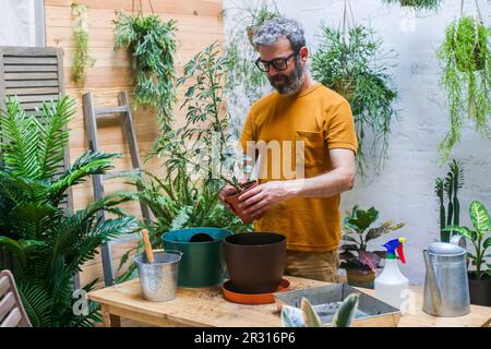 Mensch, der eine grüne Pflanze umtopft (Schefflera Umbrella Zwergwerk) Stockfoto