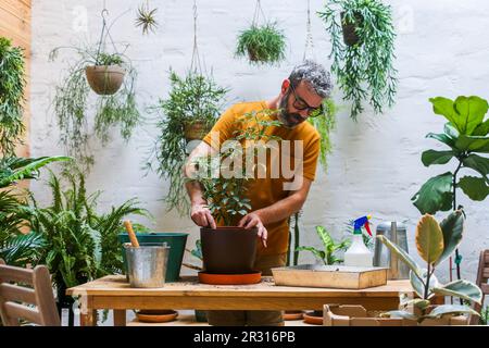 Mensch, der eine grüne Pflanze umtopft (Schefflera Umbrella Zwergwerk) Stockfoto