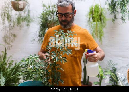 Mann, der grüne Sprühpflanze (Schefflera Umbrella Zwergwerk) Stockfoto