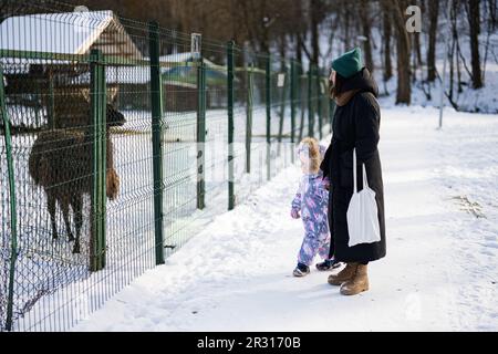 Mutter und Kind gehen an einem sonnigen, frostigen Wintertag im Park in der Nähe des Zoos mit Lama. Stockfoto