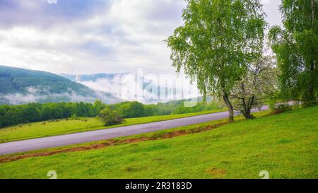 Der nebelige Sonnenaufgang beleuchtet die Straße zwischen Bäumen und bietet einen malerischen Blick auf die ruhige Landschaft. Die malerische Route bietet einen sonnigen Blick auf die Stockfoto