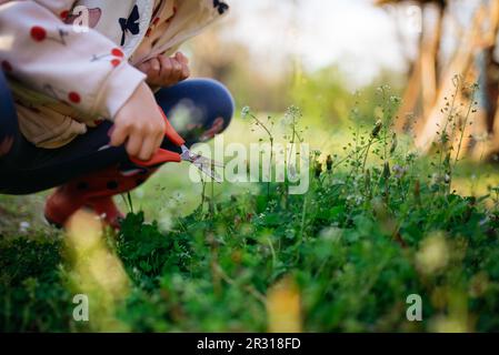 Das Kind verwendet eine Schere, um das Gras zu mähen Stockfoto