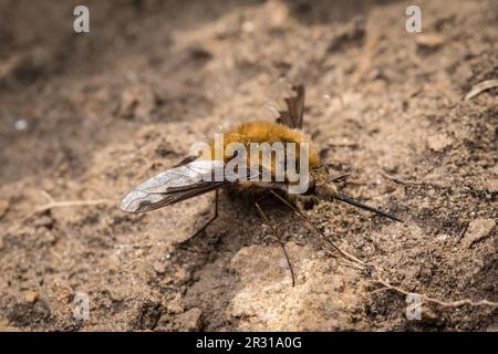 Eine große Bienenfliege (Bombylius Major), aufgenommen in Tunstall Hills, Sunderland, Großbritannien. Stockfoto