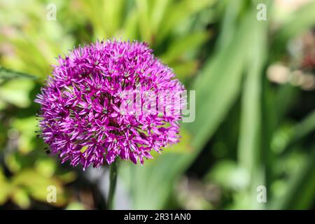 Nahaufnahme des Blumenkopfes einer einzelnen lila rosa Allium, oft Zierzwiebel genannt Stockfoto