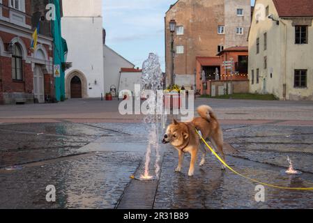 Shiba inu-Hund fängt Wasserstrahl vom Springbrunnen auf einem öffentlichen Platz in Cesis, Lettland Stockfoto