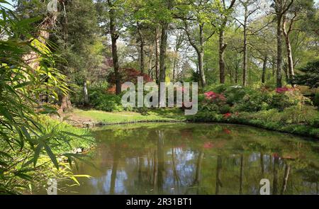 Ruhiger Teich in einem englischen Landschaftsgarten mit blühenden Azaleen und Rhododendren Stockfoto