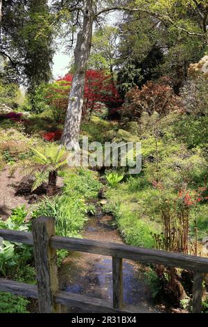 Sanfter Bach in Exbury Gärten mit Frühlingsblumen und Acer Baum Stockfoto