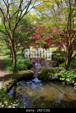 Sanfter Bach in Exbury Gärten mit Frühlingsblumen und Acer Baum Stockfoto