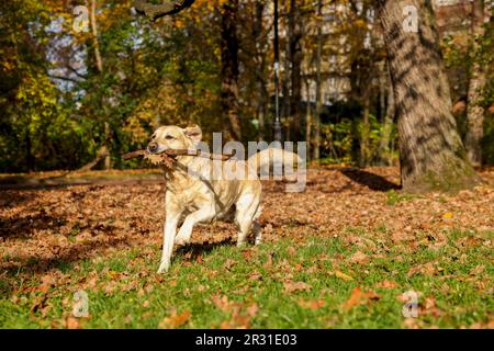 Süßer Labrador Retriever, der sich im sonnigen Herbstpark einen Stock holt Stockfoto