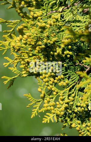 American Arborvitae, Thuja occidentalis „Yellow Ribbon“ Stockfoto