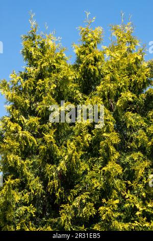 Weiße Zeder, Thuja occidentalis 'Yellow Ribbon', amerikanischer Arborvitae-Baum Stockfoto