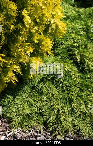 Teppichzypresse, microbiota decussata, Sibirische Zypresse, Gelb, Grün, Thuja 'Europe Gold' Thuja occidentalis Stockfoto