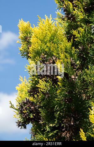 Thuja orientalis 'Elegantissima', Oriental Arborvitae Stockfoto