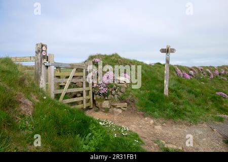 Walisische Küste Pembrokeshire West Wales UK KATHY DEWITT Stockfoto