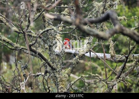 Ein heller, karmesinroter rosella-Papagei, eingerahmt von Baumzweigen Stockfoto
