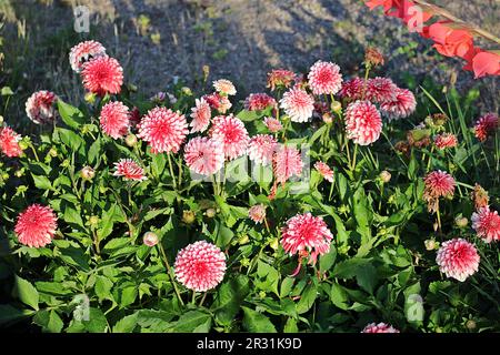 Rosa und weiß wie Blumen mit einer Reihe roter Mohnblumen im Hintergrund Stockfoto