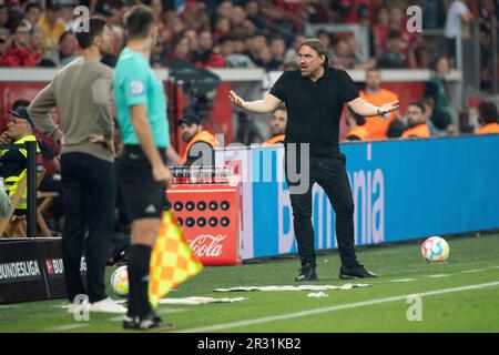 Leverkusen, Deutschland. 21. Mai 2023. Coach Daniel FARKE (MG), Gesten, Gesticulates, Fußball 1. Bundesliga, 33. Spieltag, Bayer 04 Leverkusen (LEV) - Borussia Monchengladbach (MG) 2: 0, am 05/21/2022 in der BayArena Leverkusen/Deutschland. #DFL-Vorschriften verbieten die Verwendung von Fotografien als Bildsequenzen und/oder quasi-Video # Credit: dpa/Alamy Live News Stockfoto