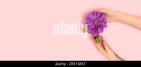 Ein Banner mit weiblichen Händen hält Dahlienblüten auf pinkfarbenem Hintergrund. Empfindliche Komposition mit Kopierraum. Stockfoto