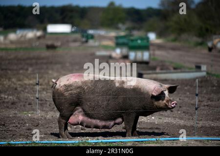 Trächtige Sau Sutton Heath Suffolk UK Stockfoto