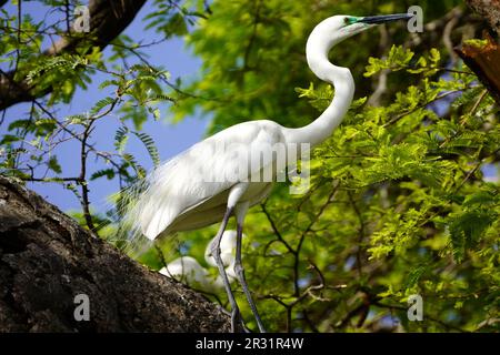 Ajmer, Indien. 22. Mai 2023. Ein großer Egret sitzt am 20. Mai 2023 auf einem Ast in einem Garten in Ajmer, Indien. Foto von ABACAPRESS.COM Gutschein: Abaca Press/Alamy Live News Stockfoto