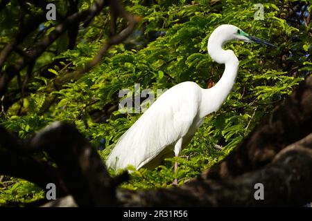 Ajmer, Indien. 22. Mai 2023. Ein großer Egret sitzt am 20. Mai 2023 auf einem Ast in einem Garten in Ajmer, Indien. Foto von ABACAPRESS.COM Gutschein: Abaca Press/Alamy Live News Stockfoto