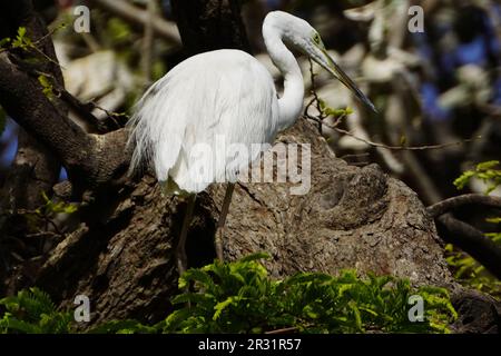 Ajmer, Indien. 22. Mai 2023. Ein großer Egret sitzt am 20. Mai 2023 auf einem Ast in einem Garten in Ajmer, Indien. Foto von ABACAPRESS.COM Gutschein: Abaca Press/Alamy Live News Stockfoto