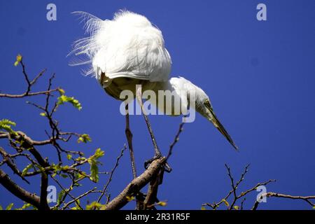 Ajmer, Indien. 22. Mai 2023. Ein großer Egret sitzt am 20. Mai 2023 auf einem Ast in einem Garten in Ajmer, Indien. Foto von ABACAPRESS.COM Gutschein: Abaca Press/Alamy Live News Stockfoto