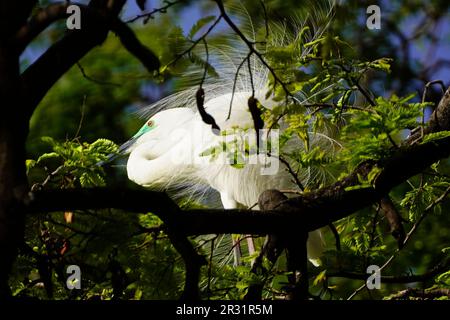 Ajmer, Indien. 22. Mai 2023. Ein großer Egret sitzt am 20. Mai 2023 auf einem Ast in einem Garten in Ajmer, Indien. Foto von ABACAPRESS.COM Gutschein: Abaca Press/Alamy Live News Stockfoto