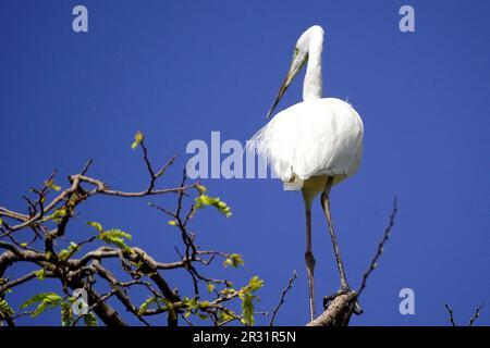 Ajmer, Indien. 22. Mai 2023. Ein großer Egret sitzt am 20. Mai 2023 auf einem Ast in einem Garten in Ajmer, Indien. Foto von ABACAPRESS.COM Gutschein: Abaca Press/Alamy Live News Stockfoto