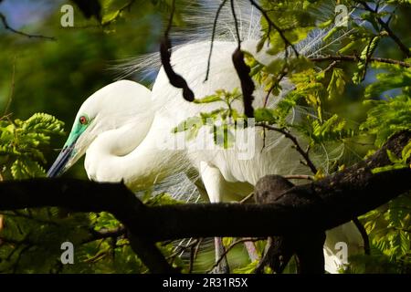 Ajmer, Indien. 22. Mai 2023. Ein großer Egret sitzt am 20. Mai 2023 auf einem Ast in einem Garten in Ajmer, Indien. Foto von ABACAPRESS.COM Gutschein: Abaca Press/Alamy Live News Stockfoto