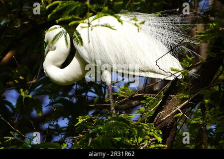 Ajmer, Indien. 22. Mai 2023. Ein großer Egret sitzt am 20. Mai 2023 auf einem Ast in einem Garten in Ajmer, Indien. Foto von ABACAPRESS.COM Gutschein: Abaca Press/Alamy Live News Stockfoto